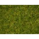  Master Grass Blend “Summer Meadow”