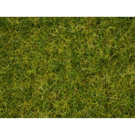 Master Grass Blend “Summer Meadow”
