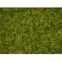 Master Grass Blend “Summer Meadow”