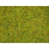 Summer grass