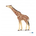 Giraffe head raised
