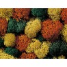 Lichen