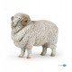 Merino sheep