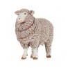 Merino sheep