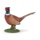 Pheasant