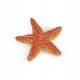 Starfish figure