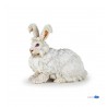 Angora rabbit