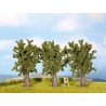 Sycamore Trees