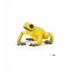Equatorial Yellow Frog