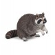 Raccoon