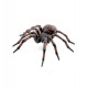 Common spider