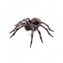 Common spider