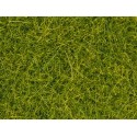 Scatter Grass