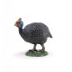 Guinea fowl