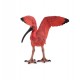 Scarlet Ibis