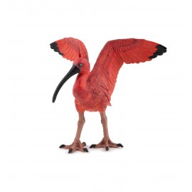 Scarlet Ibis