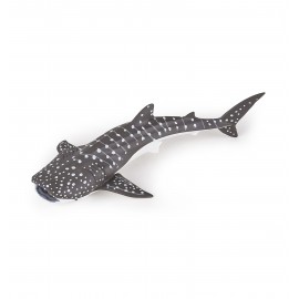 Young whale shark