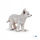 Young polar wolf