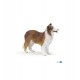 Collie
