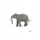 Asian elephant