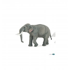 Asian elephant