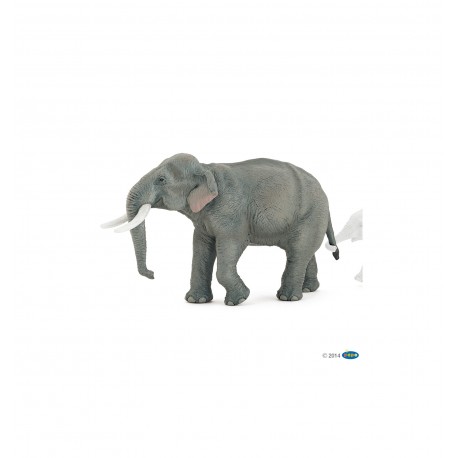 Asian elephant
