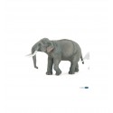 Asian elephant