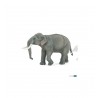 Asian elephant