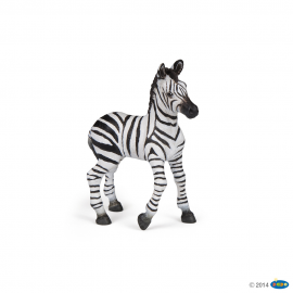 Zebra foal