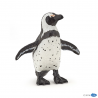 African penguin