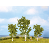Birch Trees