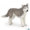 Siberian Husky