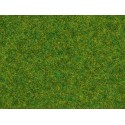 Scatter grass "ornamental lawn"