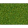 Scatter grass "ornamental lawn"