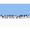 Cows